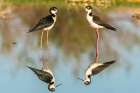 USA, New Mexico. Black-necked stilts in water. Art Print